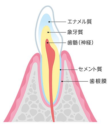 歯の構造 イラスト